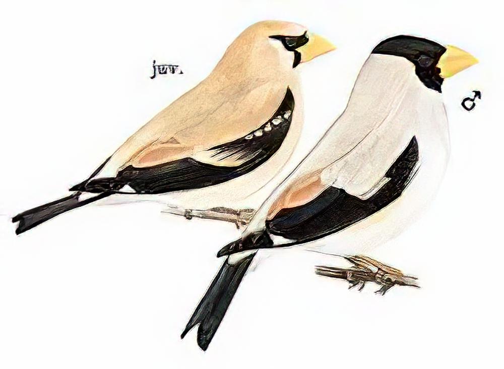 黑头蜡嘴雀 / Japanese Grosbeak