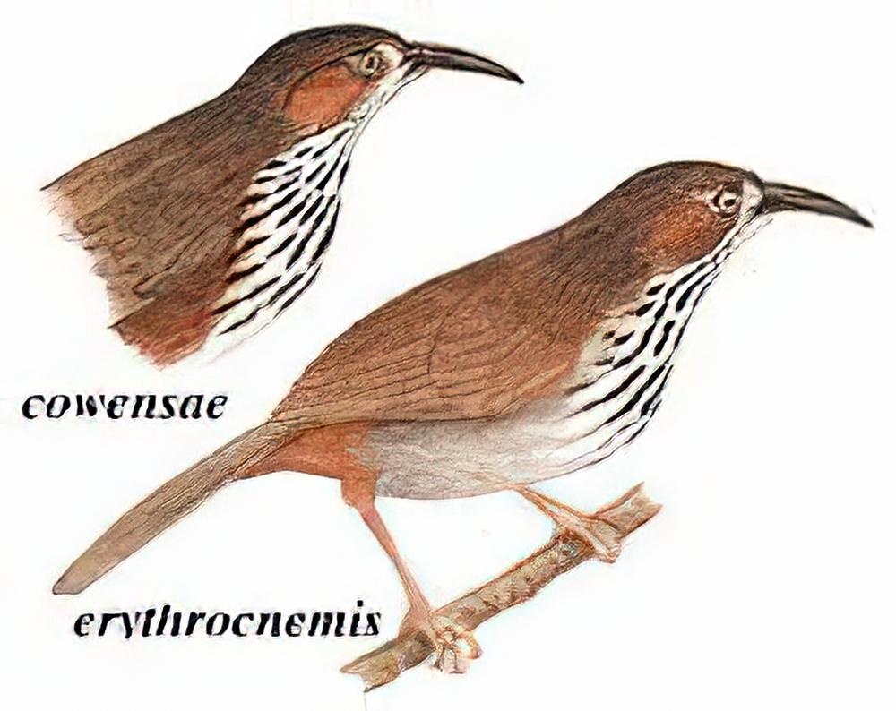 斑胸钩嘴鹛 / Spot-breated Scimitar Babbler