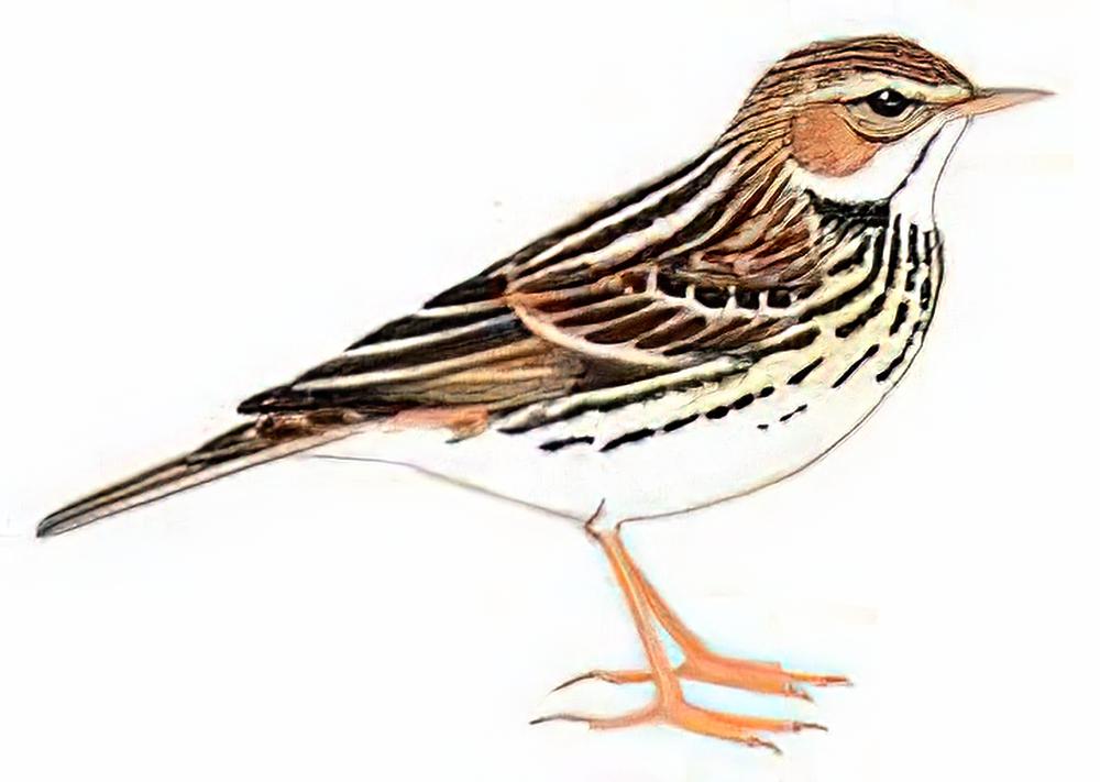 北鹨 / Pechora Pipit