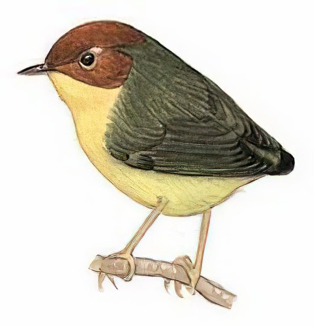 栗头地莺 / Chestnut-headed Tesia