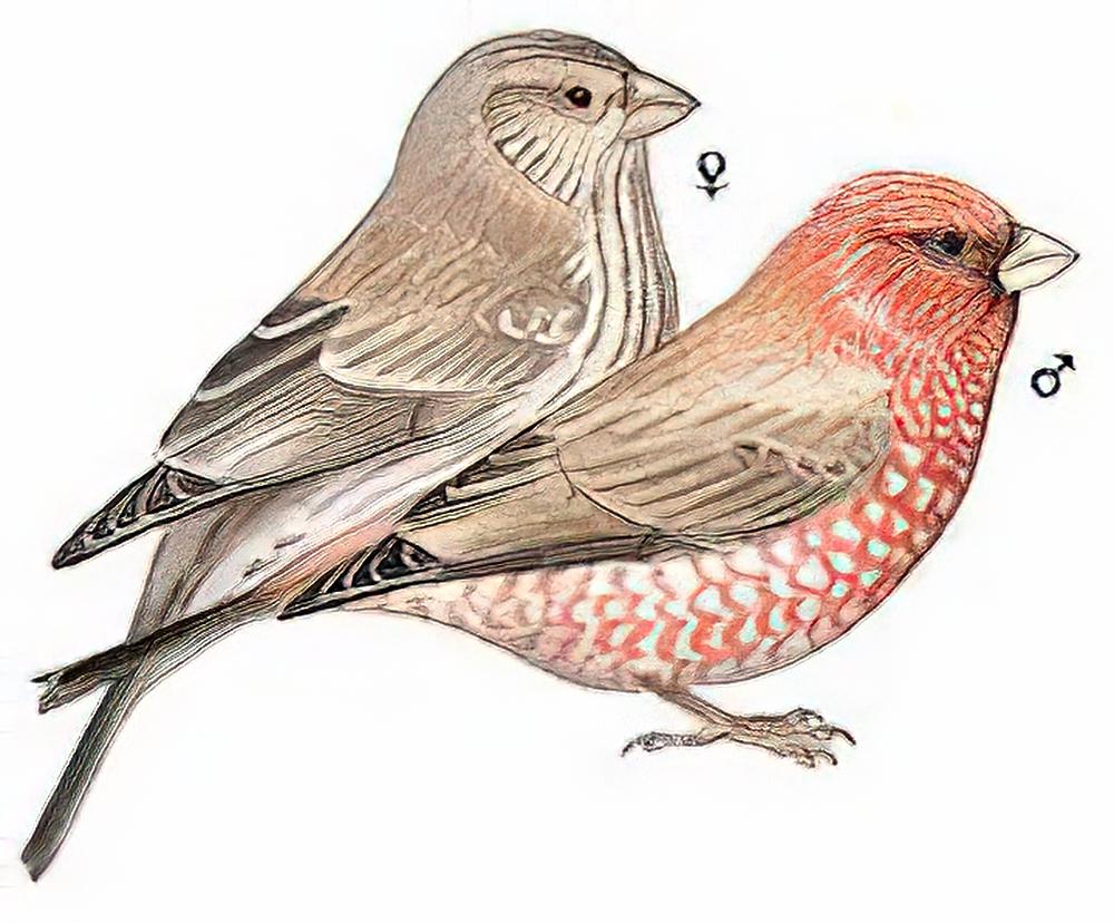 大朱雀 / Great Rosefinch