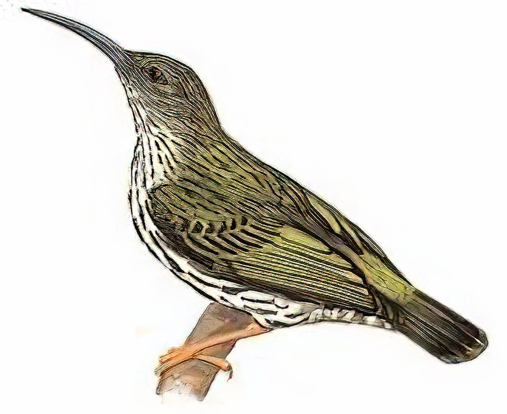 纹背捕蛛鸟 / Streaked Spiderhunter