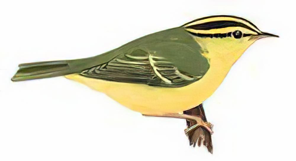 黑眉柳莺 / Sulphur-breasted Warbler