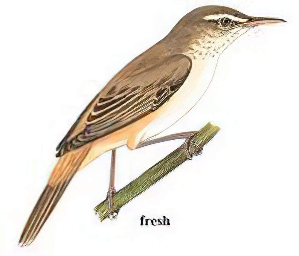 东方大苇莺 / Oriental Reed Warbler