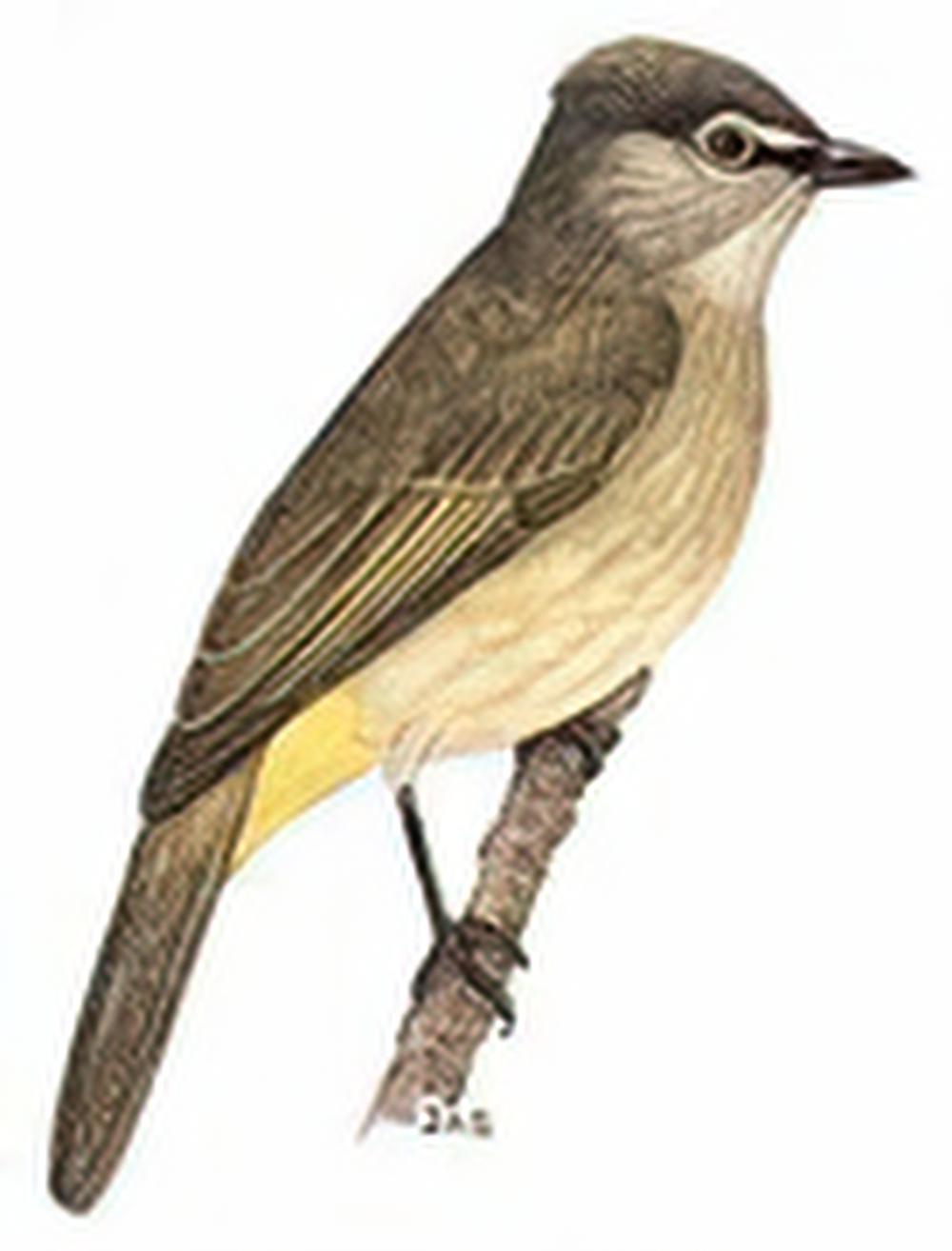 黄绿鹎 / Flavescent Bulbul