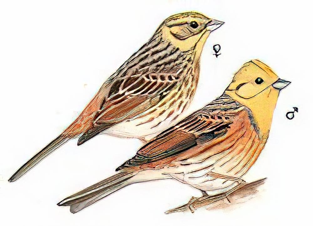 黄鹀 / Yellowhammer