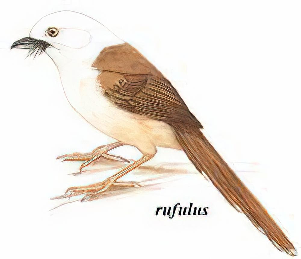 白头鵙鹛 / White-hooded Shrike Babbler