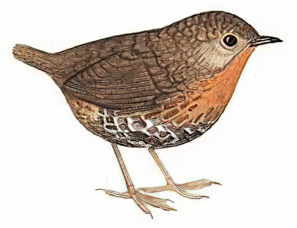 短尾鹩鹛 / Rufous-throated Wren Babbler