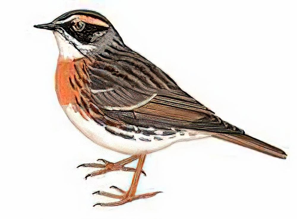 棕胸岩鹨 / Rufous-breasted Accentor