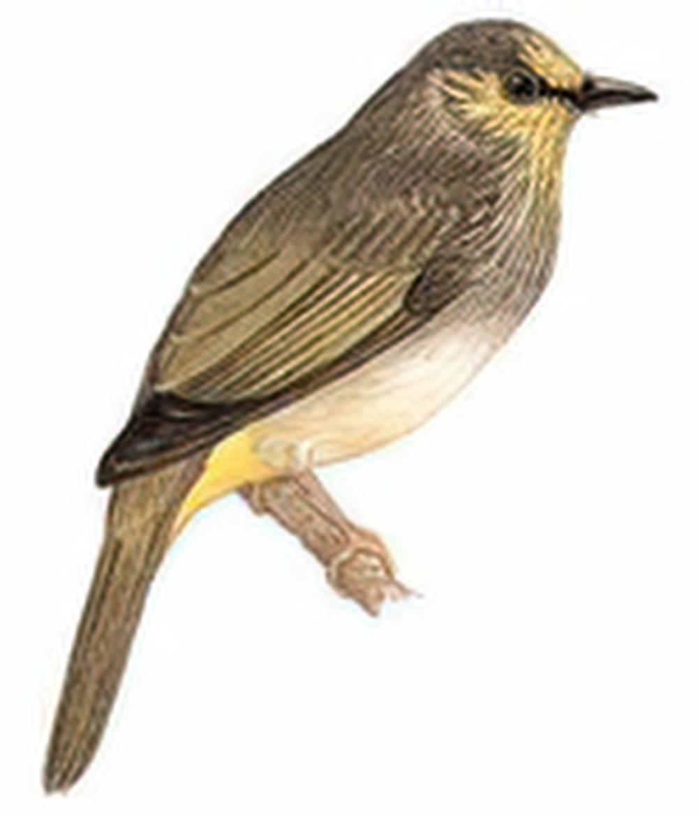 纹喉鹎 / Stripe-throated Bulbul