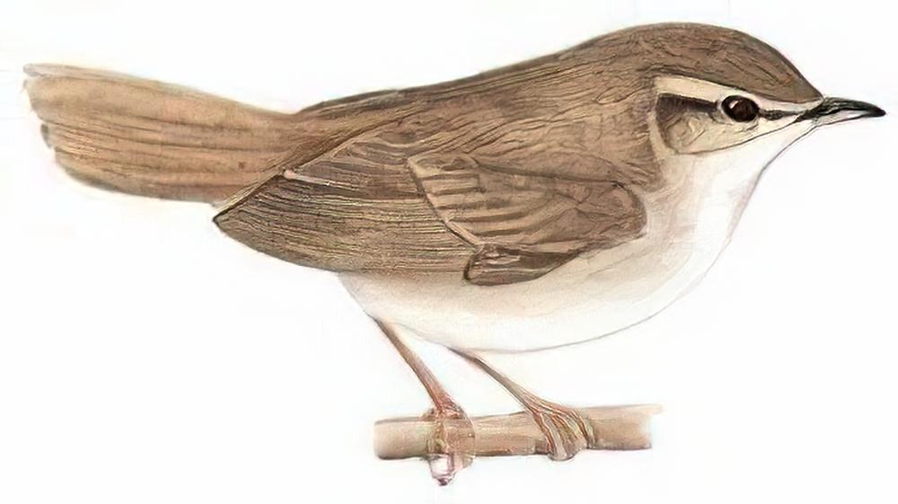 宽尾树莺 / Cetti\'s Warbler