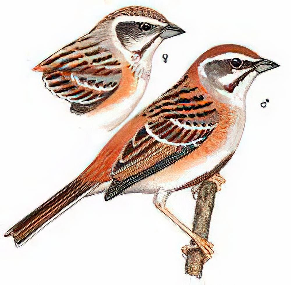 栗斑腹鹀 / Rufous-backed Bunting