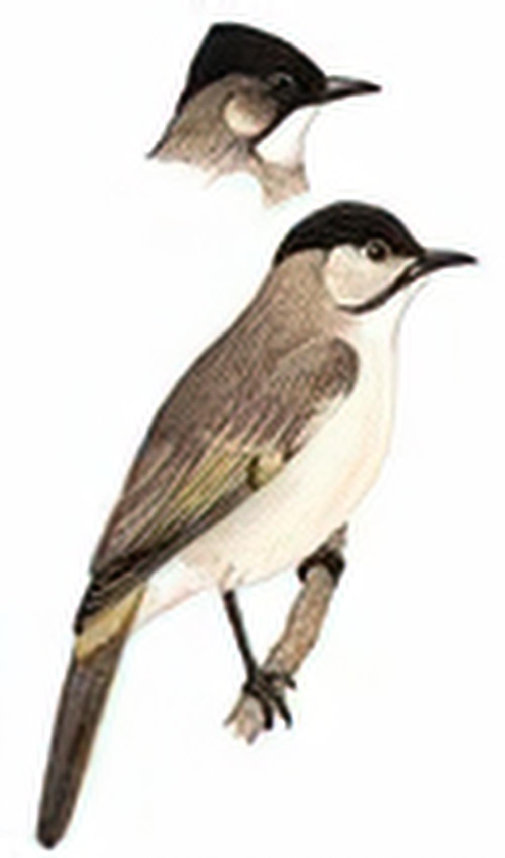 台湾鹎 / Tavaau Bulbul