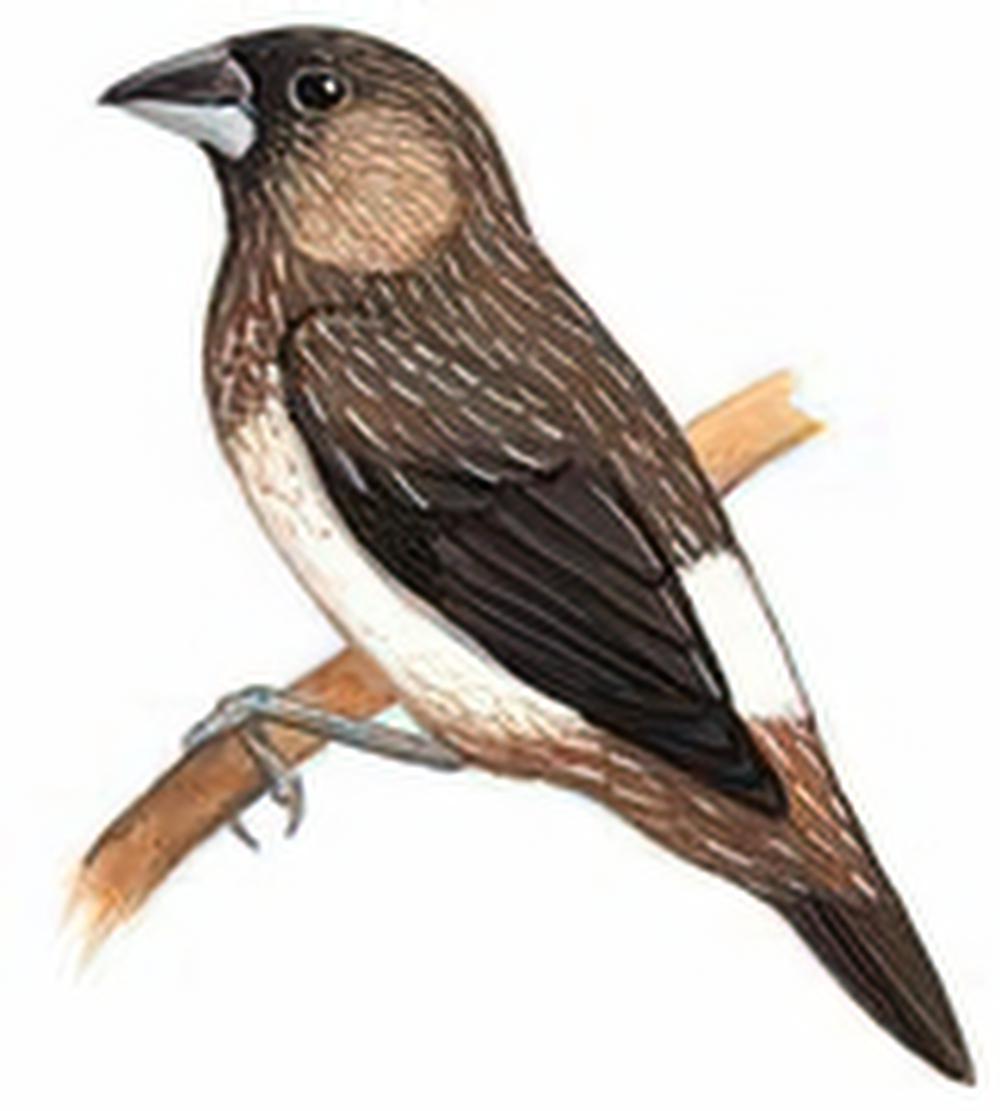 白腰文鸟 / White-rumped Munia