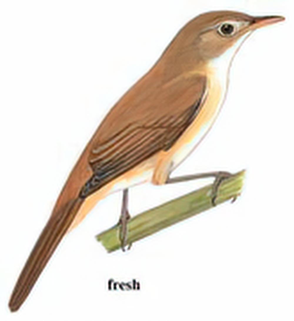 厚嘴苇莺 / Thick-billed Warbler