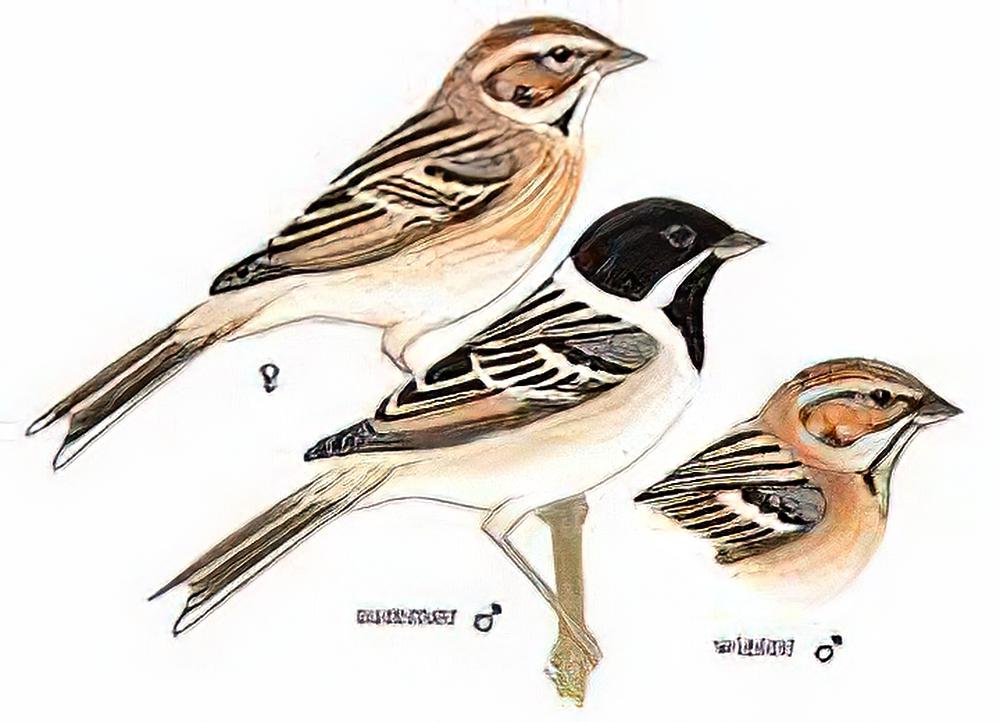 苇鹀 / Pallas\'s Bunting