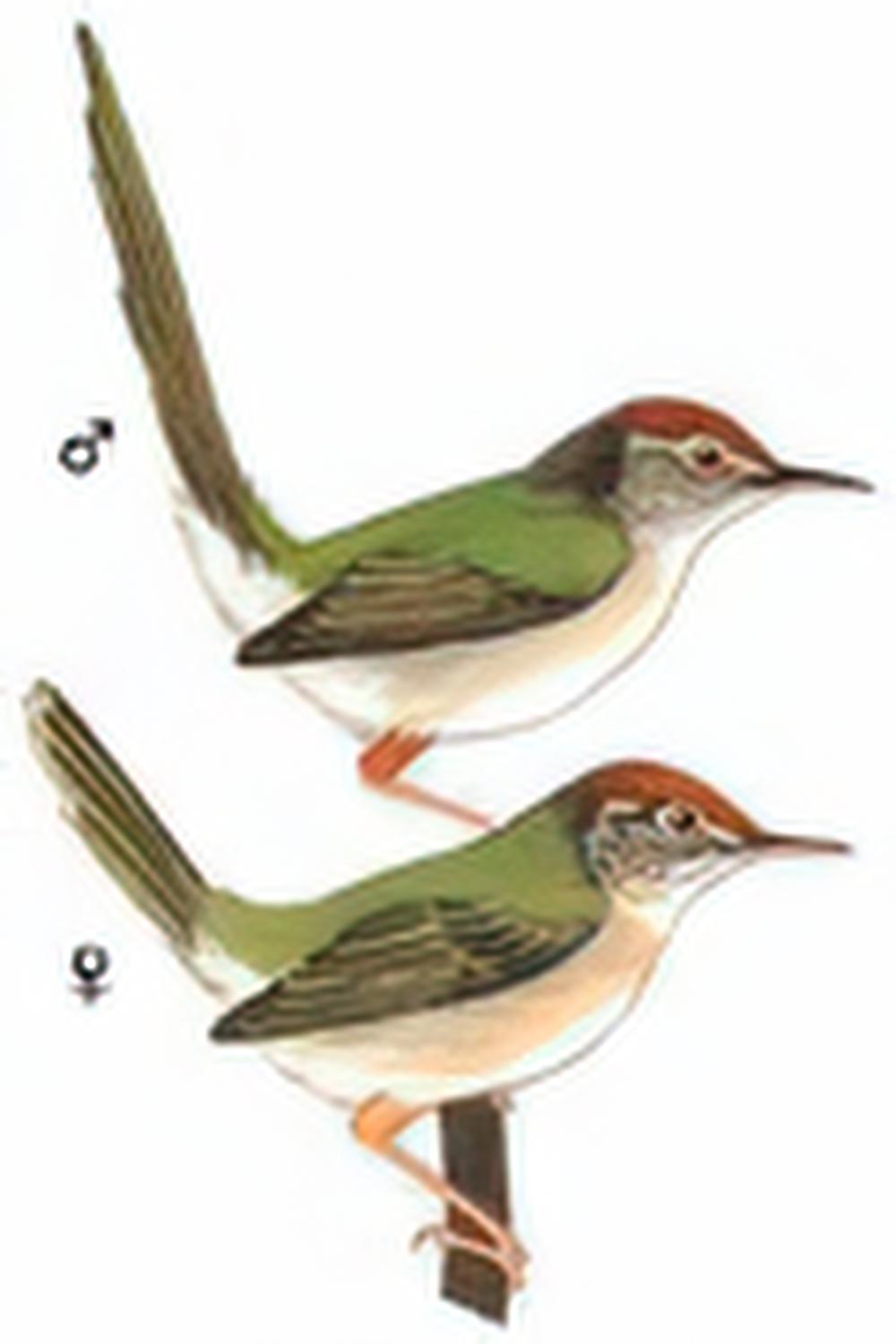 长尾缝叶莺 / Common Tailorbird