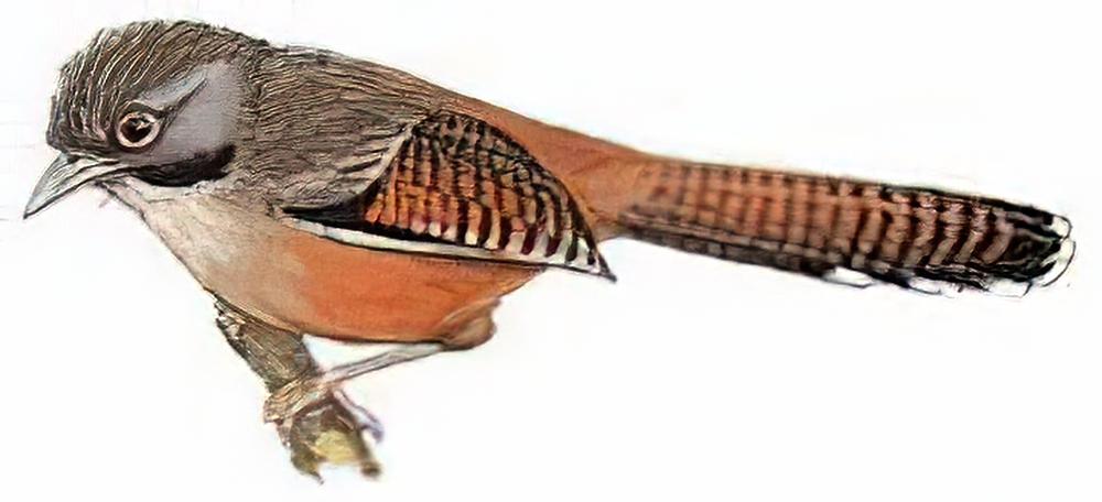 纹头斑翅鹛 / Hoary-throated Barwing