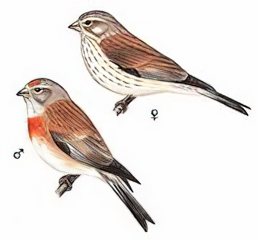 赤胸朱顶雀 / Eurasian Linnet