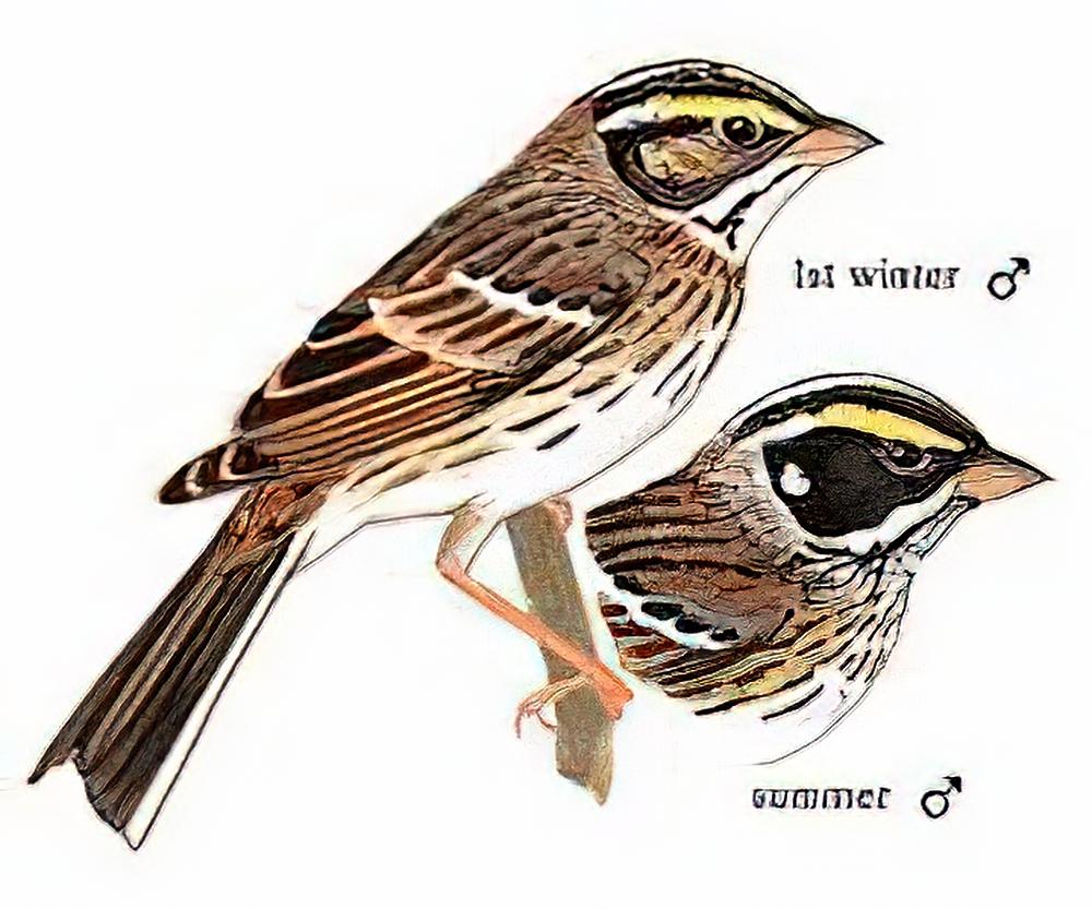 黄眉鹀 / Yellow-browed Bunting