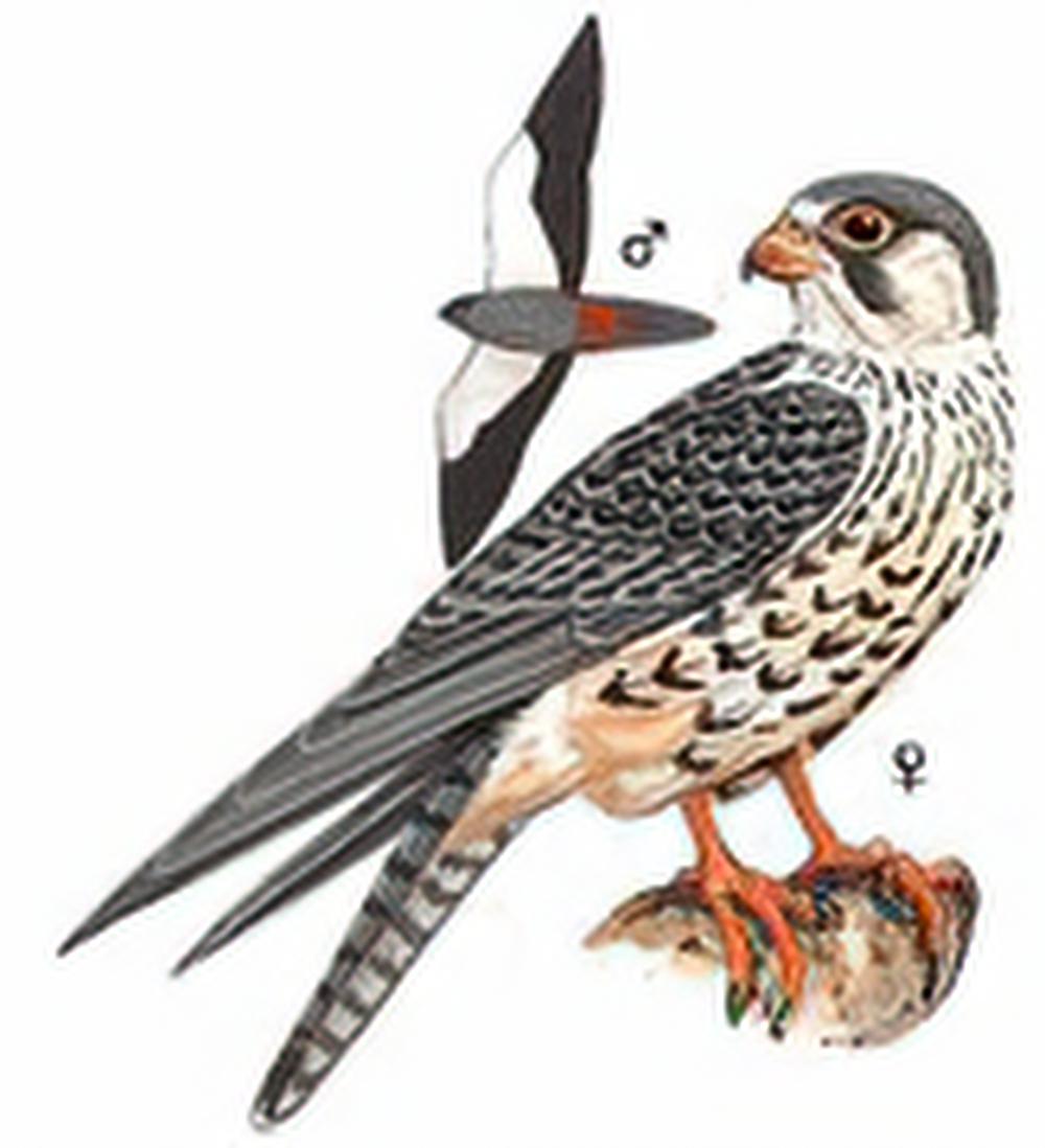 阿穆尔隼 / Amur Falcon