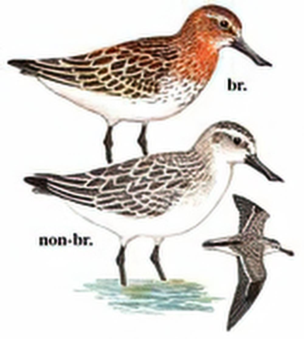 勺嘴鹬 / Spoon-billed Sandpiper