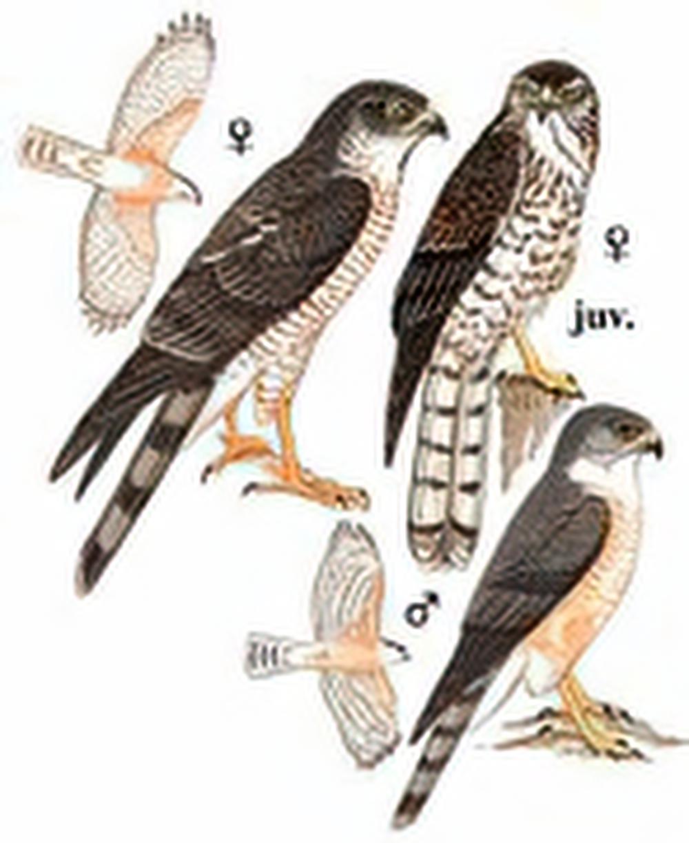 日本松雀鹰 / Japanese Sparrowhawk