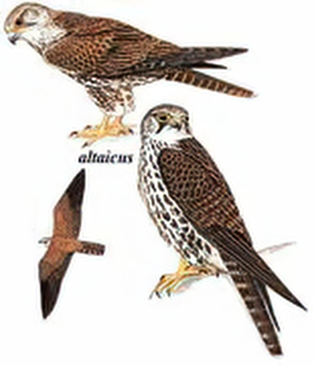 猎隼 / Saker Falcon