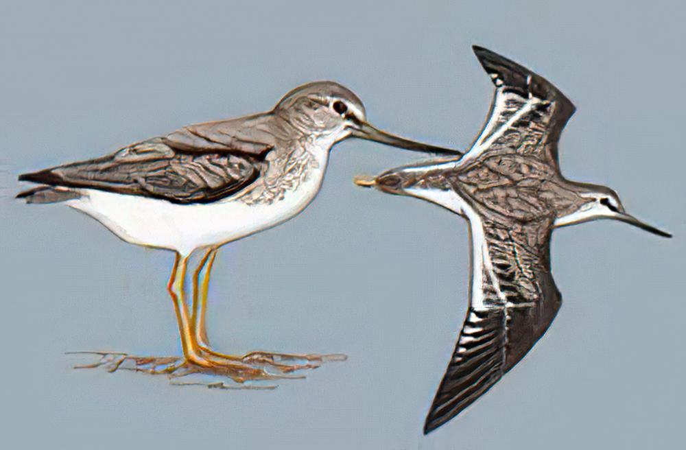 翘嘴鹬 / Terek Sandpiper