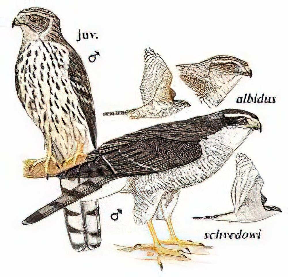 苍鹰 / Northern Goshawk