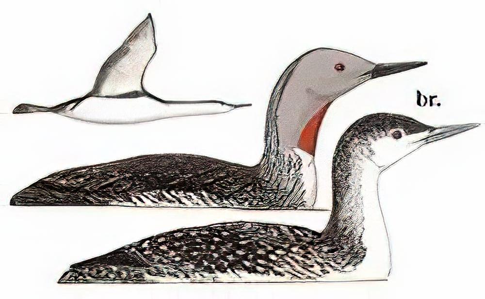 红喉潜鸟 / Red-throated Loon