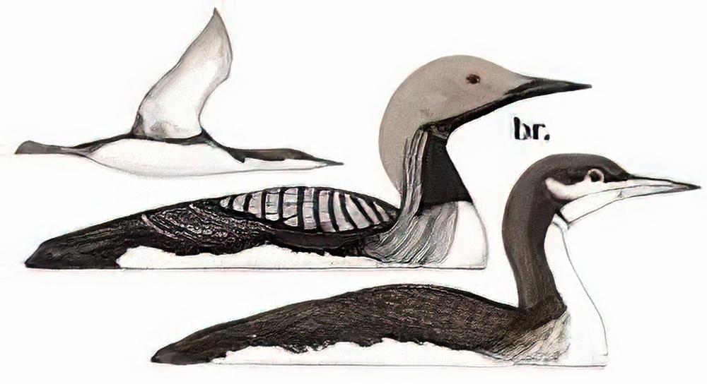 黑喉潜鸟 / Black-throated Loon