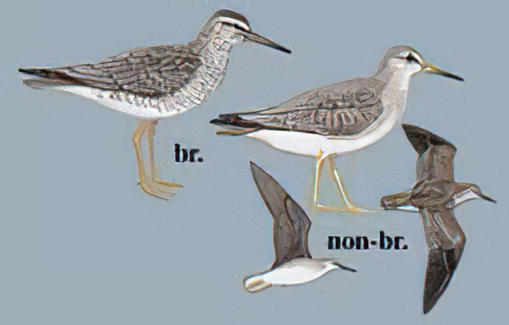 灰尾[漂]鹬 / Grey-tailed Tattler