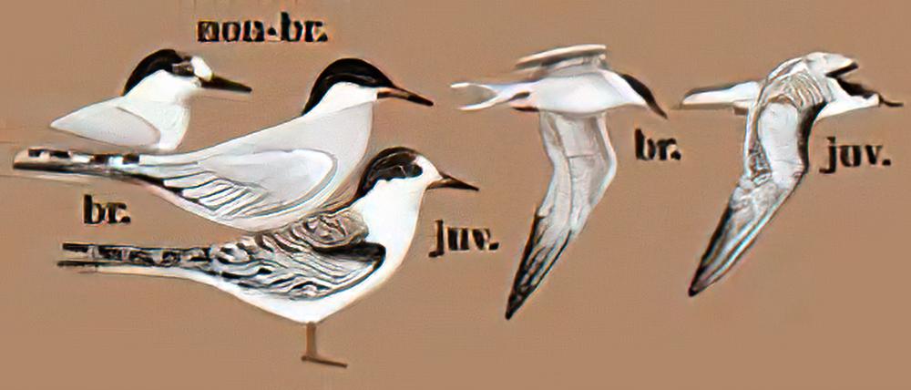 普通燕鸥 / Common Tern