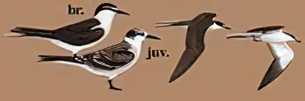 褐翅燕鸥 / Bridled Tern