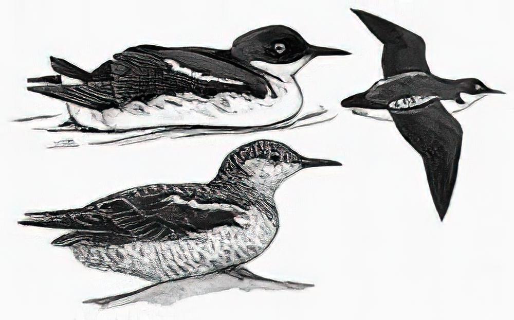 斑海雀 / Marbled Murrelet