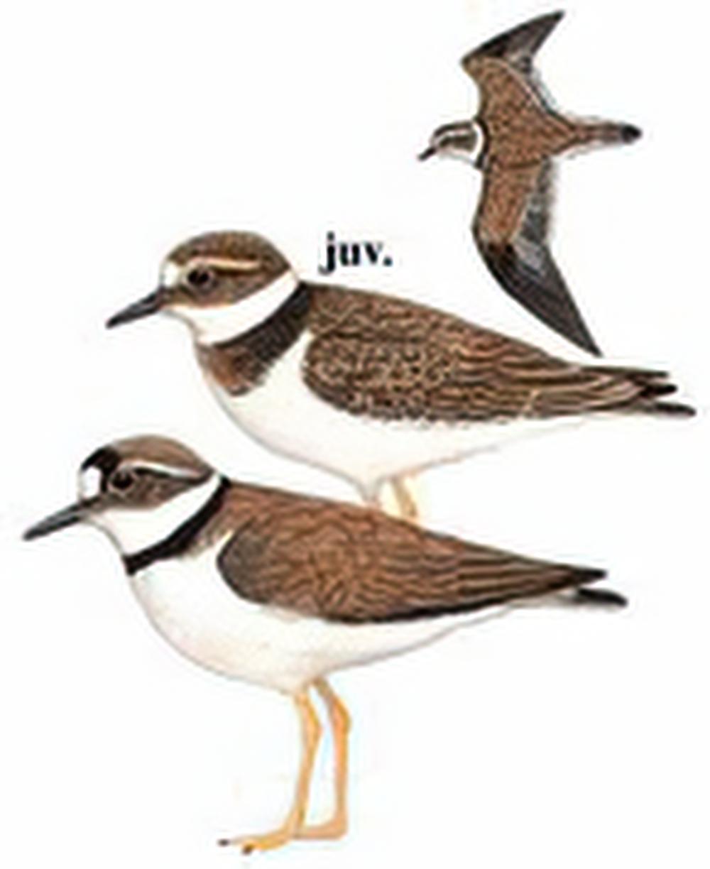 长嘴剑鸻 / Long-billed Plover