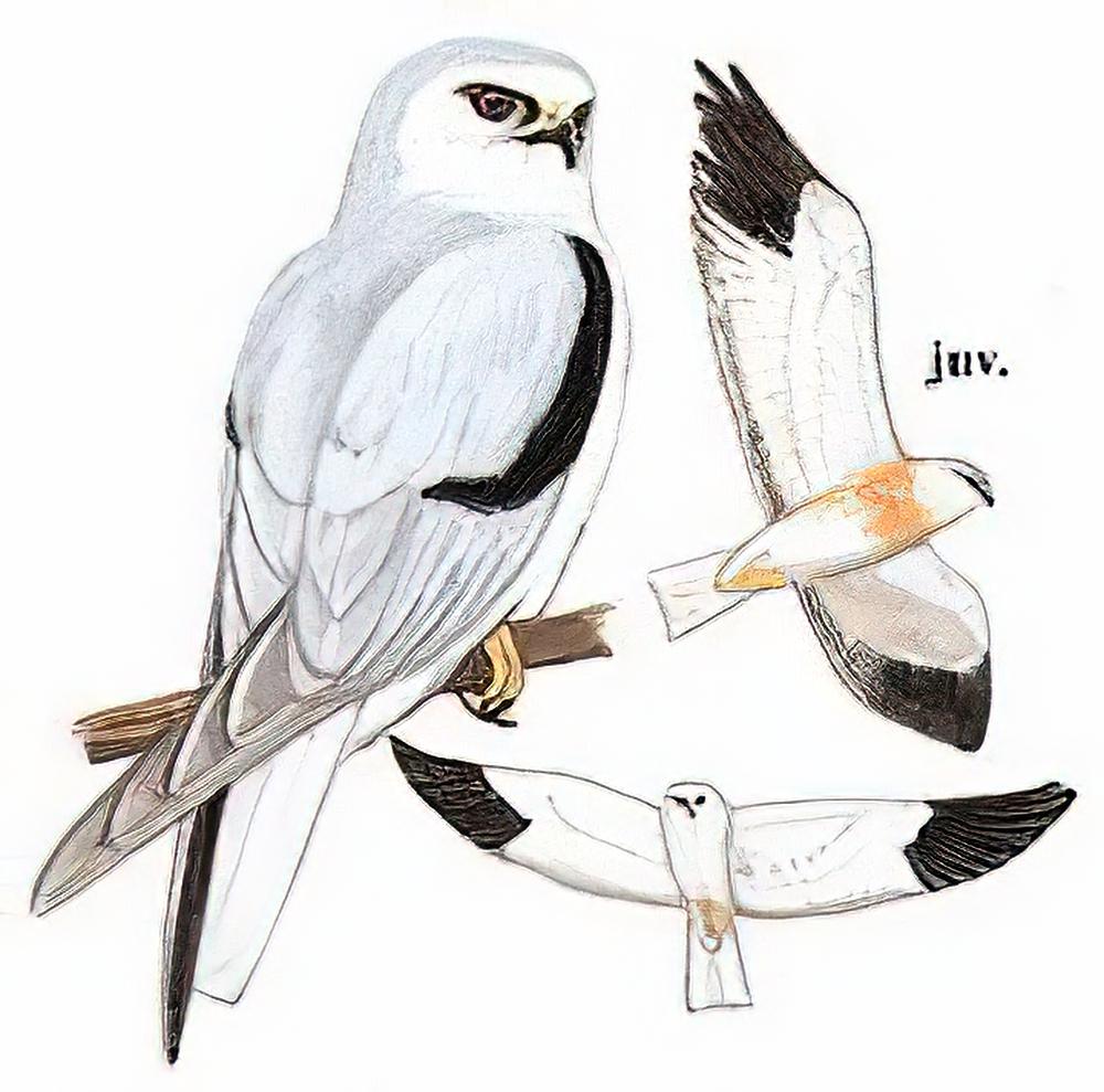 黑翅鸢 / Black-winged Kite