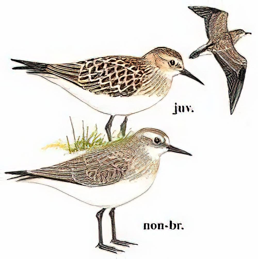 黑腰滨鹬 / Baird\'s Sandpiper