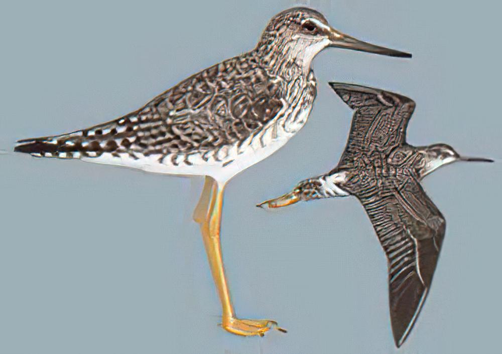 小黄脚鹬 / Lesser Yellowlegs