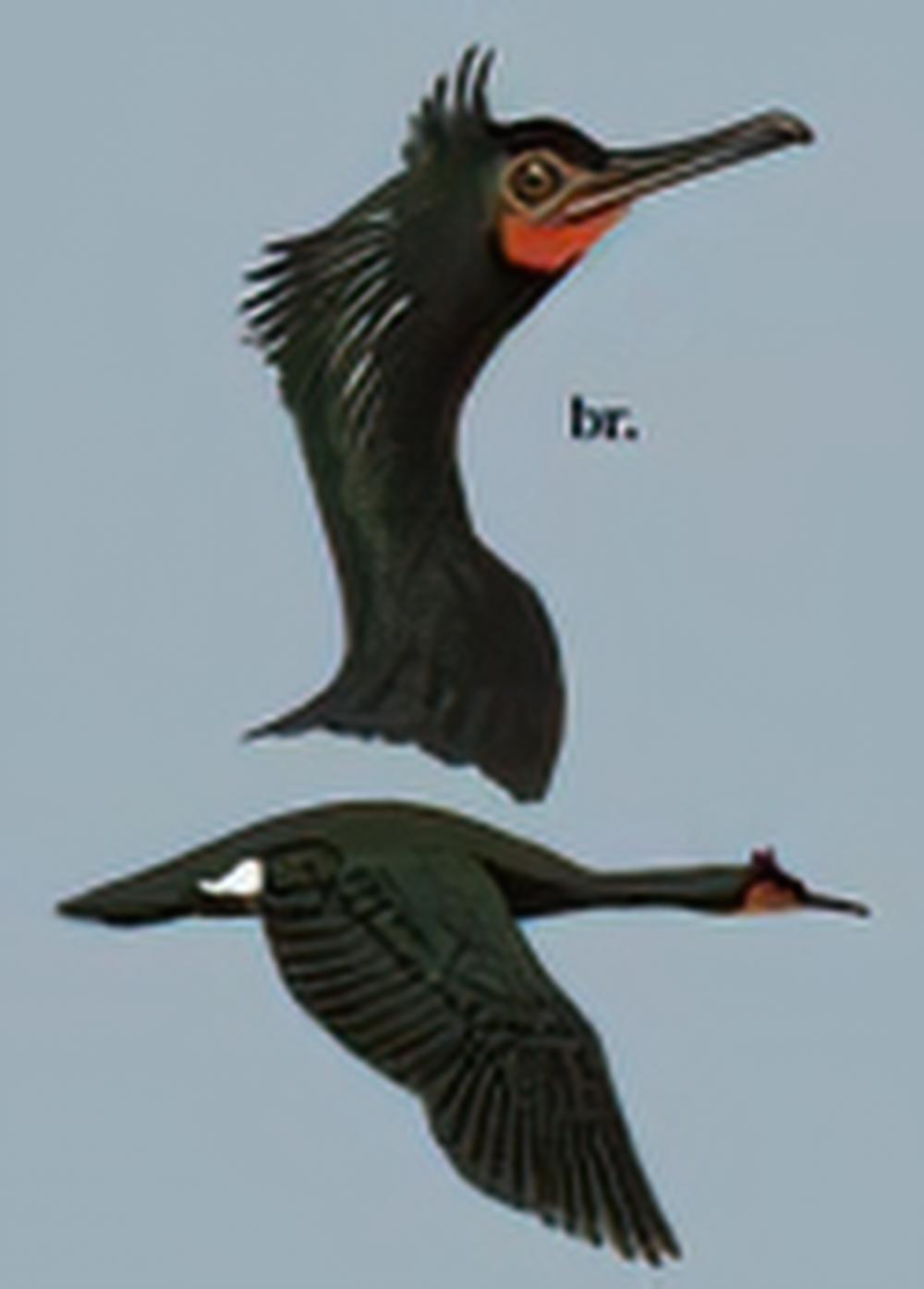 海鸬鹚 / Sea Cormorant