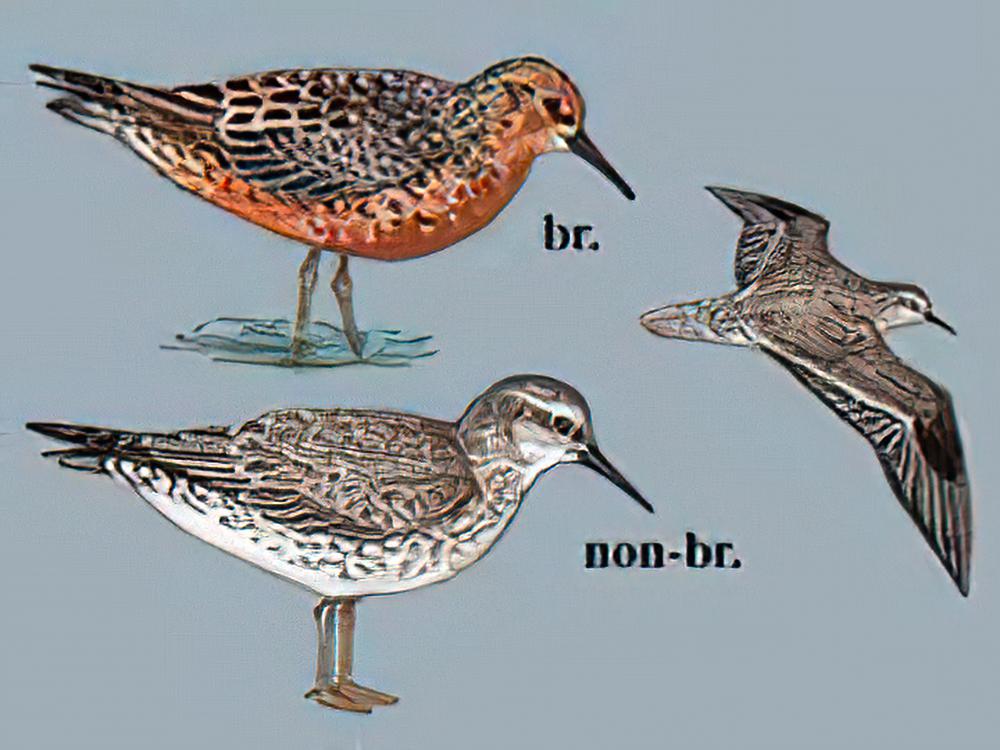 红腹滨鹬 / Red Knot