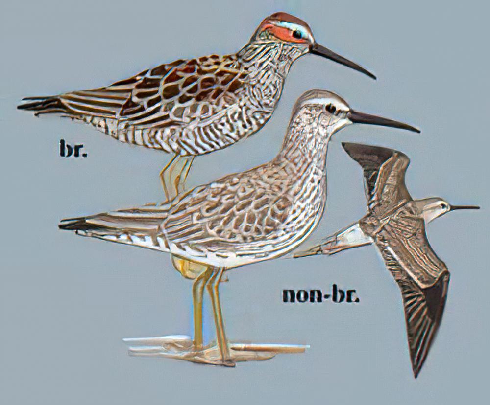 高跷鹬 / Stilt Sandpiper