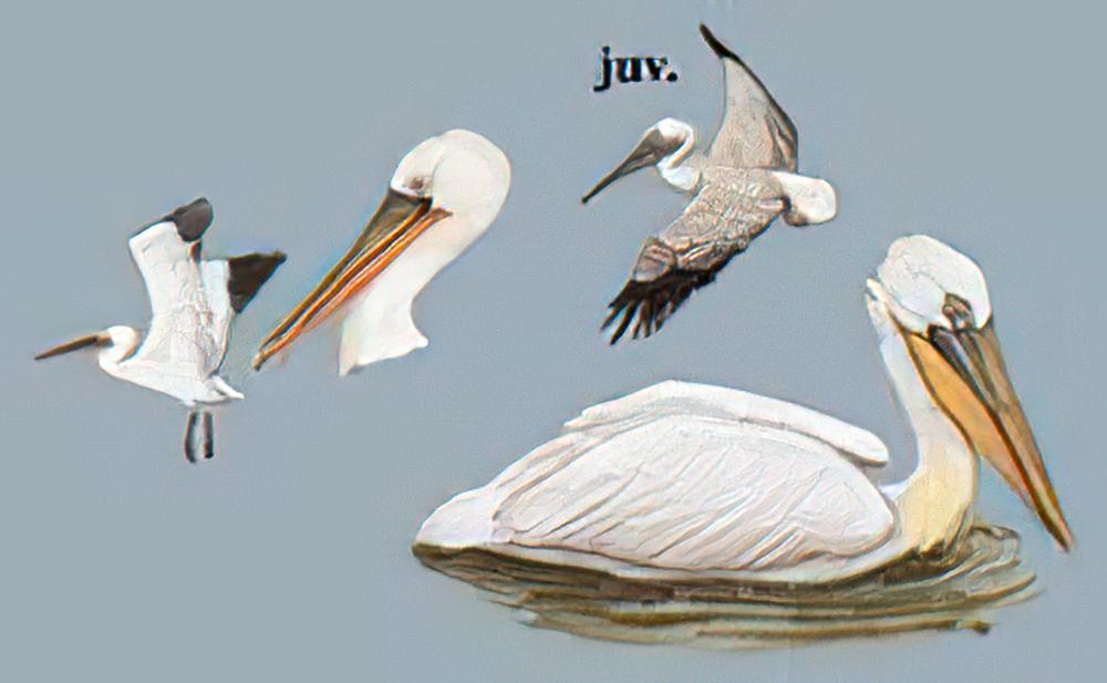 卷羽鹈鹕 / Dalmatian Pelican