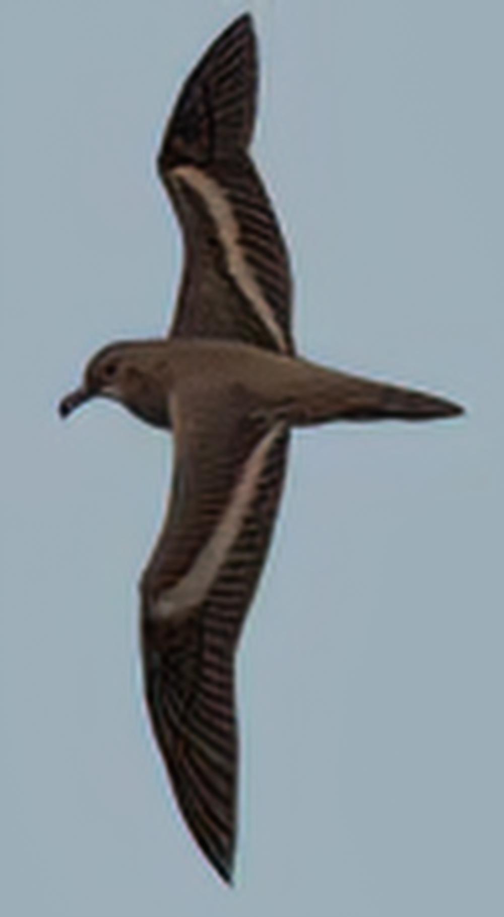 纯褐鹱 / Bulwer\'s Petrel