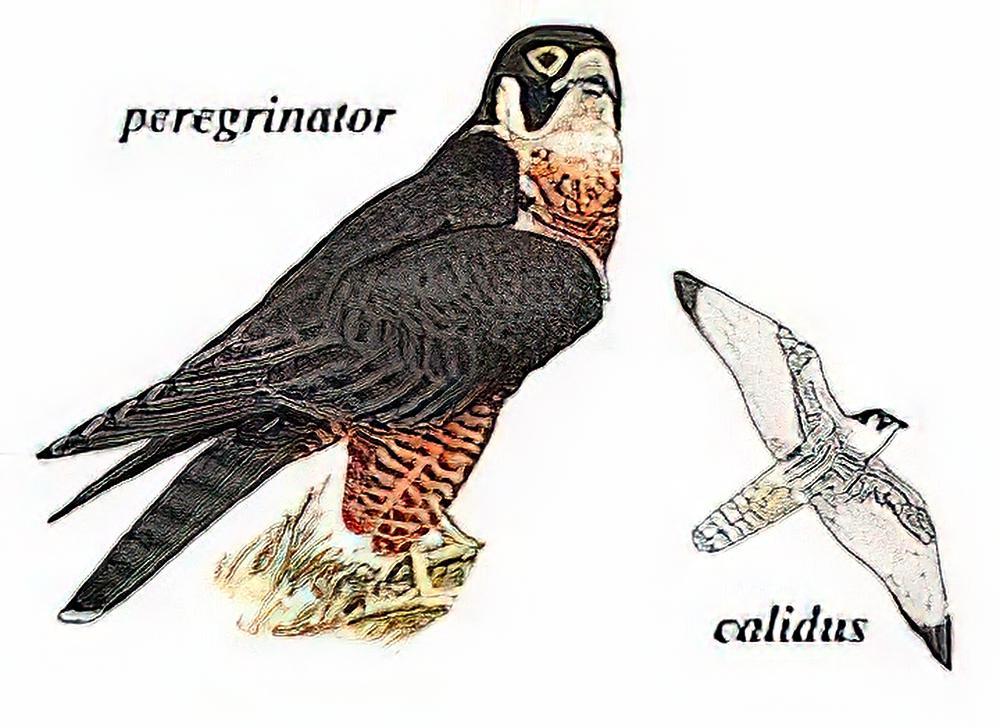 游隼 / Peregrine Falcon