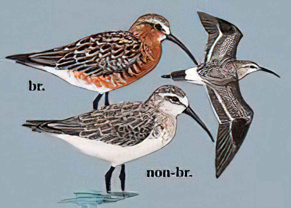 弯嘴滨鹬 / Curlew Sandpiper