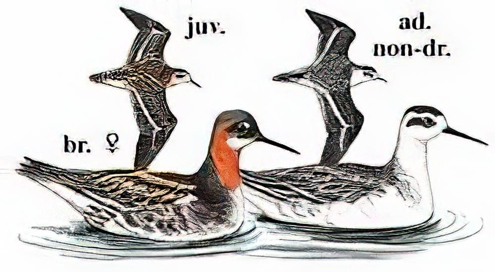 红颈瓣蹼鹬 / Red-necked Phalarope