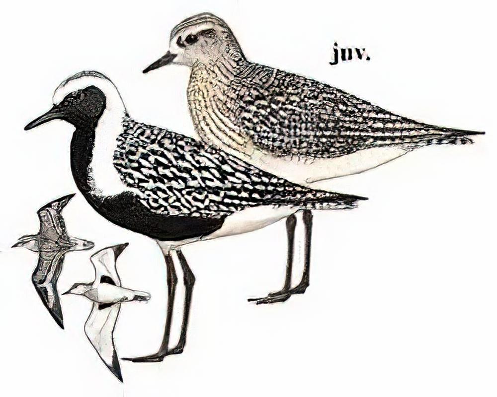 灰斑鸻 / Grey Plover