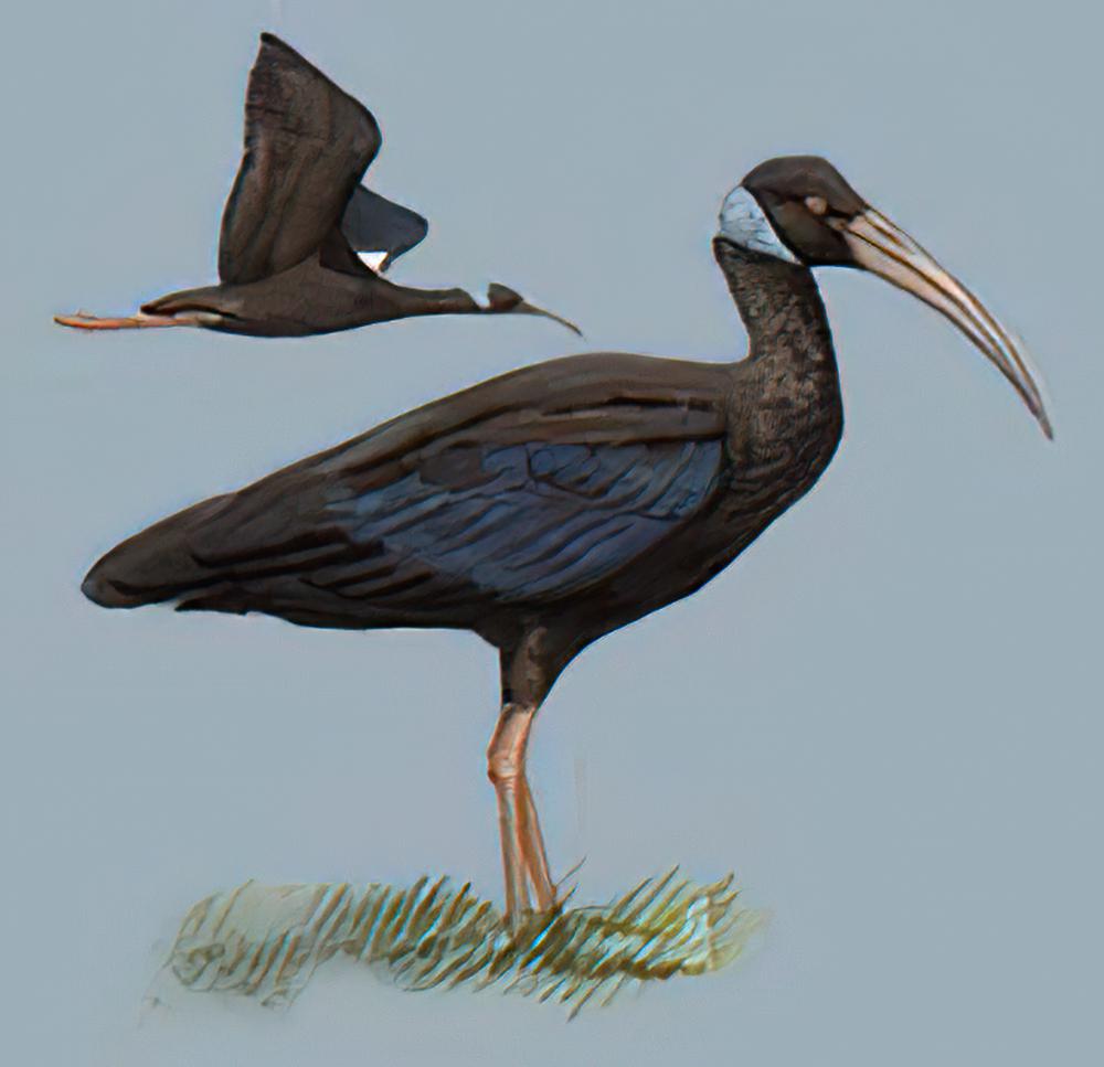 黑鹮 / White-shouldered Ibis